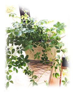 hair design bises コンセプトのイメージ1